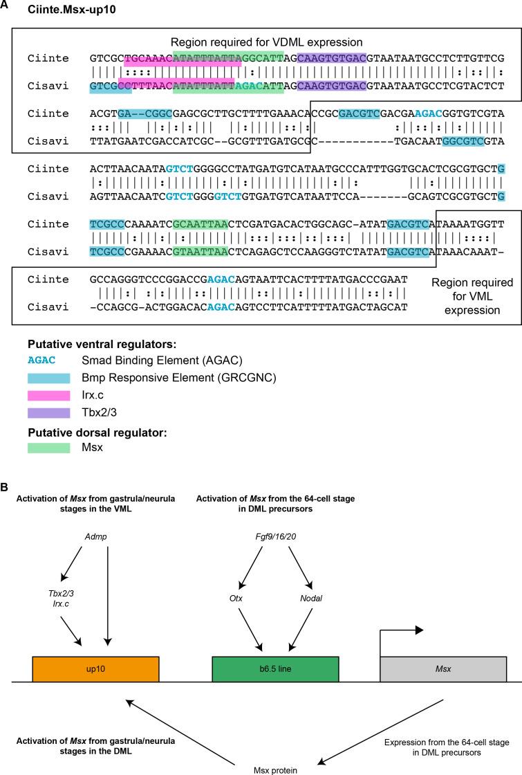 https://cdn.ncbi.nlm.nih.gov/pmc/blobs/a71e/7710358/6e498cd7669b/elife-59157-fig1-figsupp2.jpg