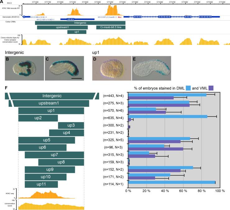 https://cdn.ncbi.nlm.nih.gov/pmc/blobs/a71e/7710358/6ee543ba71f6/elife-59157-fig1.jpg