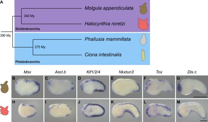 https://cdn.ncbi.nlm.nih.gov/pmc/blobs/a71e/7710358/9aeb1ae7a30c/elife-59157-fig8.jpg