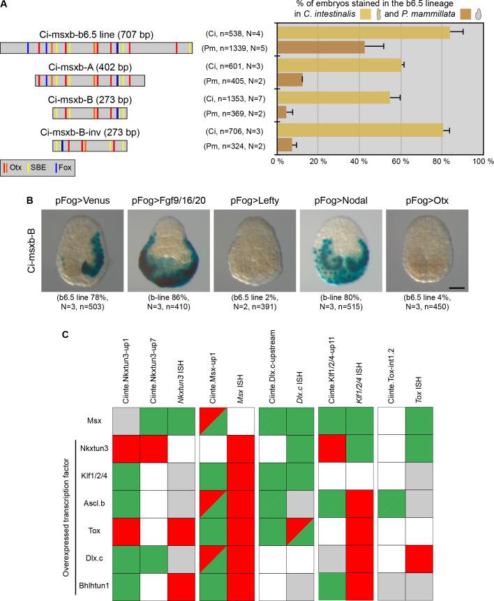 https://cdn.ncbi.nlm.nih.gov/pmc/blobs/a71e/7710358/ad5af36bc07c/elife-59157-fig7.jpg