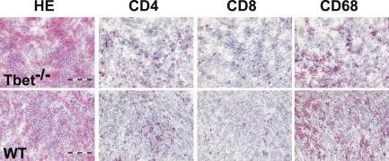https://cdn.ncbi.nlm.nih.gov/pmc/blobs/a720/2118365/110f1d5411f7/jem2032009f02.jpg