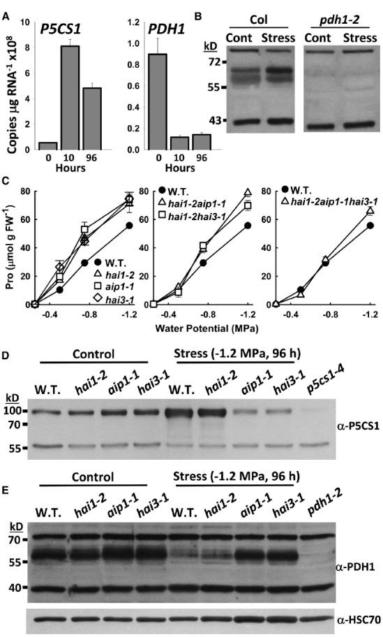 https://cdn.ncbi.nlm.nih.gov/pmc/blobs/a720/4479789/c3bb1e78f24e/fpls-06-00484-g0002.jpg
