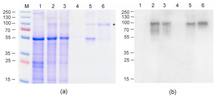 https://cdn.ncbi.nlm.nih.gov/pmc/blobs/a722/7076671/f4dd73e6b555/plants-09-00162-g002.jpg