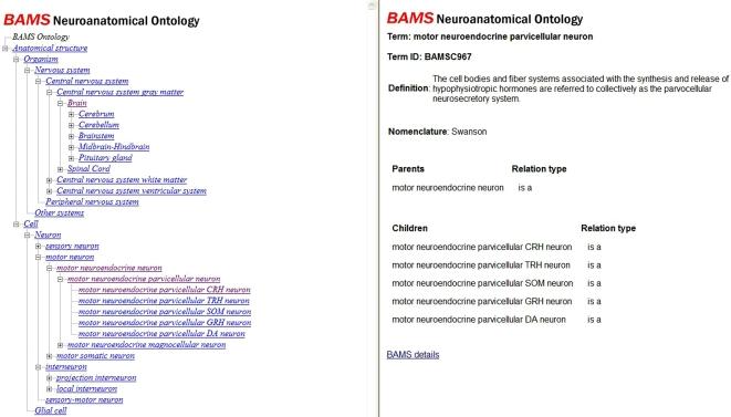 https://cdn.ncbi.nlm.nih.gov/pmc/blobs/a724/2525975/949a2b5933b6/fninf-02-002-g004.jpg