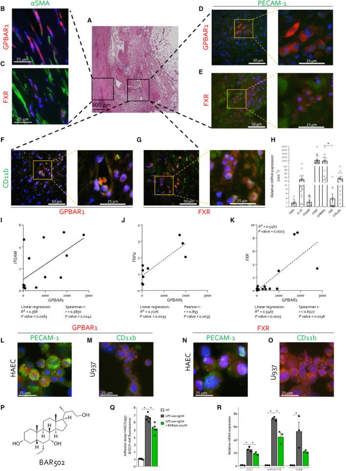 https://cdn.ncbi.nlm.nih.gov/pmc/blobs/a727/10727350/88aaf92563bb/JAH3-12-e031241-g004.jpg
