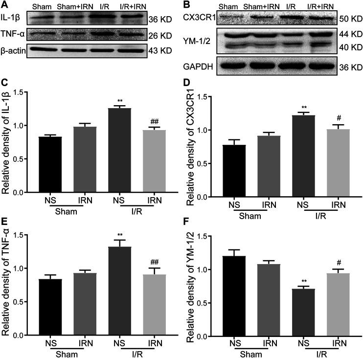 https://cdn.ncbi.nlm.nih.gov/pmc/blobs/a729/7907603/8229ffce10e6/fphar-12-574793-g005.jpg
