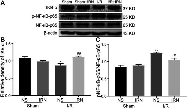 https://cdn.ncbi.nlm.nih.gov/pmc/blobs/a729/7907603/9e9d6316d380/fphar-12-574793-g006.jpg