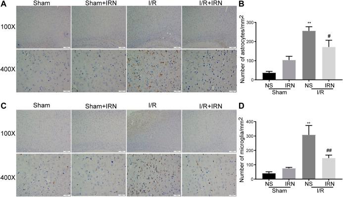 https://cdn.ncbi.nlm.nih.gov/pmc/blobs/a729/7907603/bad7aa0e97ec/fphar-12-574793-g004.jpg