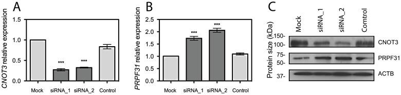 https://cdn.ncbi.nlm.nih.gov/pmc/blobs/a72b/3493449/286eba16e671/pgen.1003040.g002.jpg