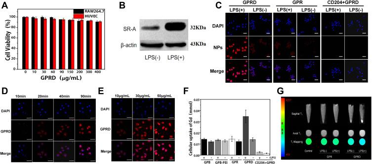 https://cdn.ncbi.nlm.nih.gov/pmc/blobs/a72b/9677925/6cf1ed482d06/IJN-17-5413-g0005.jpg