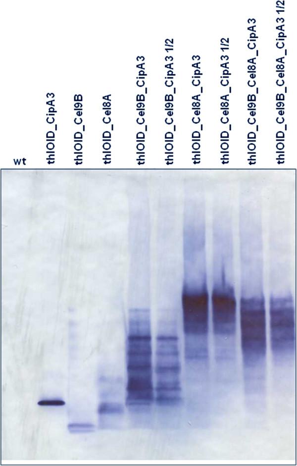 https://cdn.ncbi.nlm.nih.gov/pmc/blobs/a72c/3765823/4c1ec42601c1/1754-6834-6-117-8.jpg