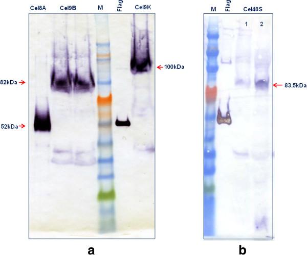 https://cdn.ncbi.nlm.nih.gov/pmc/blobs/a72c/3765823/5a63fbf3f71b/1754-6834-6-117-5.jpg