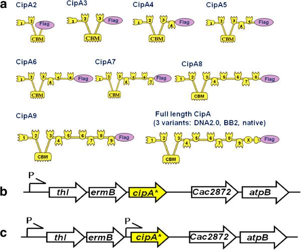 https://cdn.ncbi.nlm.nih.gov/pmc/blobs/a72c/3765823/a619d68b7020/1754-6834-6-117-1.jpg