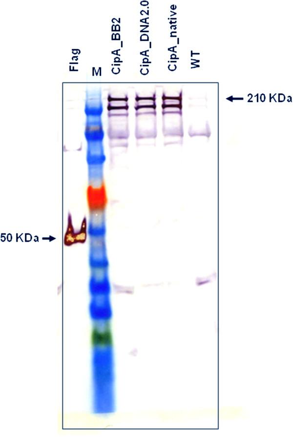 https://cdn.ncbi.nlm.nih.gov/pmc/blobs/a72c/3765823/e5157669bec5/1754-6834-6-117-3.jpg