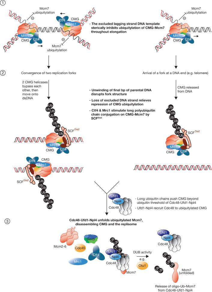 https://cdn.ncbi.nlm.nih.gov/pmc/blobs/a72c/7462611/0311ea6ab28d/elife-60371-fig6.jpg