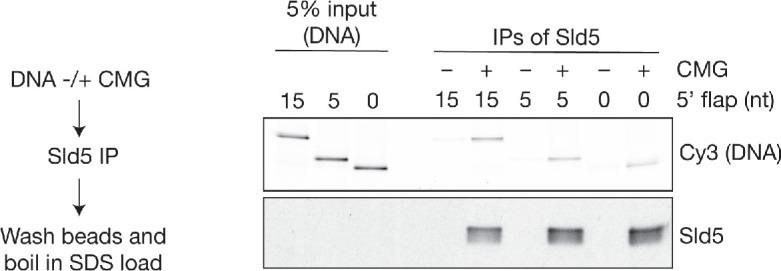https://cdn.ncbi.nlm.nih.gov/pmc/blobs/a72c/7462611/23f147c29de6/elife-60371-fig2-figsupp2.jpg