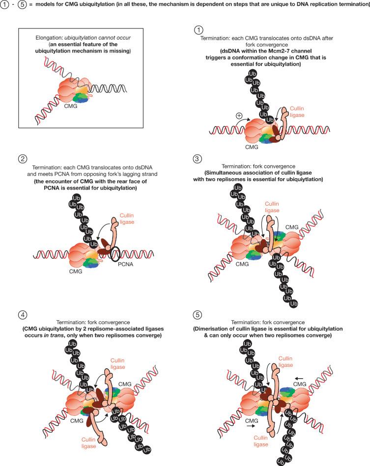 https://cdn.ncbi.nlm.nih.gov/pmc/blobs/a72c/7462611/470c1103d1dd/elife-60371-fig1-figsupp1.jpg