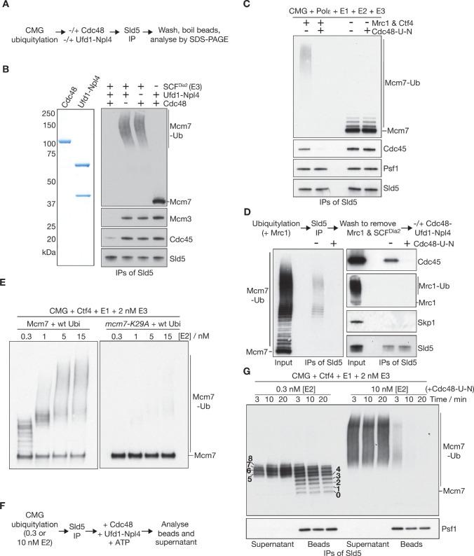 https://cdn.ncbi.nlm.nih.gov/pmc/blobs/a72c/7462611/4aab771ffd4e/elife-60371-fig4.jpg