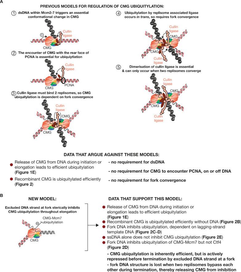 https://cdn.ncbi.nlm.nih.gov/pmc/blobs/a72c/7462611/65bc7d4a98c4/elife-60371-fig6-figsupp1.jpg