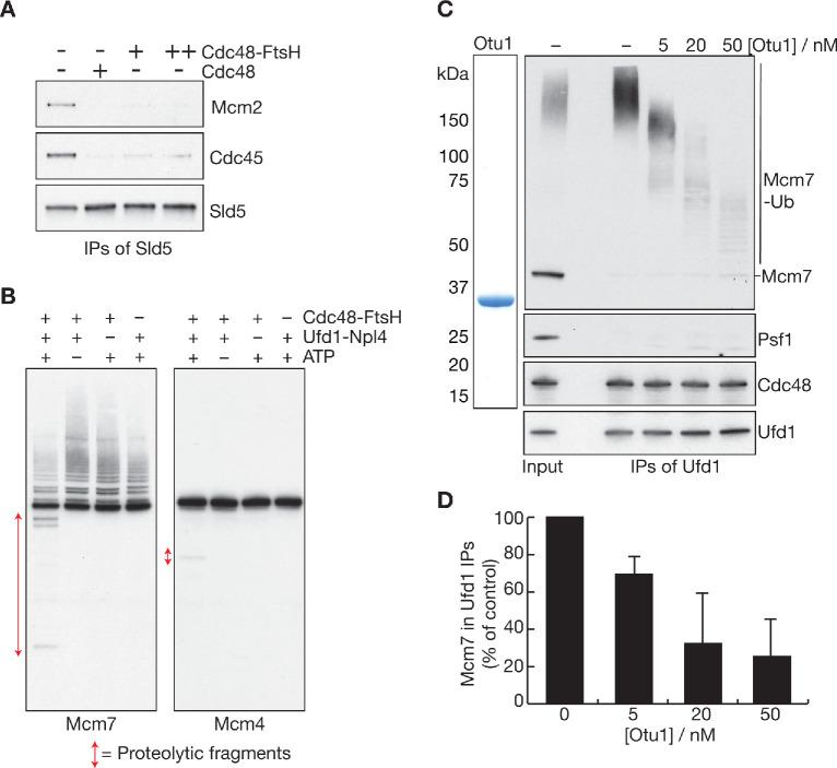 https://cdn.ncbi.nlm.nih.gov/pmc/blobs/a72c/7462611/80317818b175/elife-60371-fig5-figsupp1.jpg