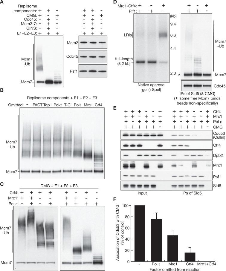 https://cdn.ncbi.nlm.nih.gov/pmc/blobs/a72c/7462611/ad704013f87e/elife-60371-fig3.jpg