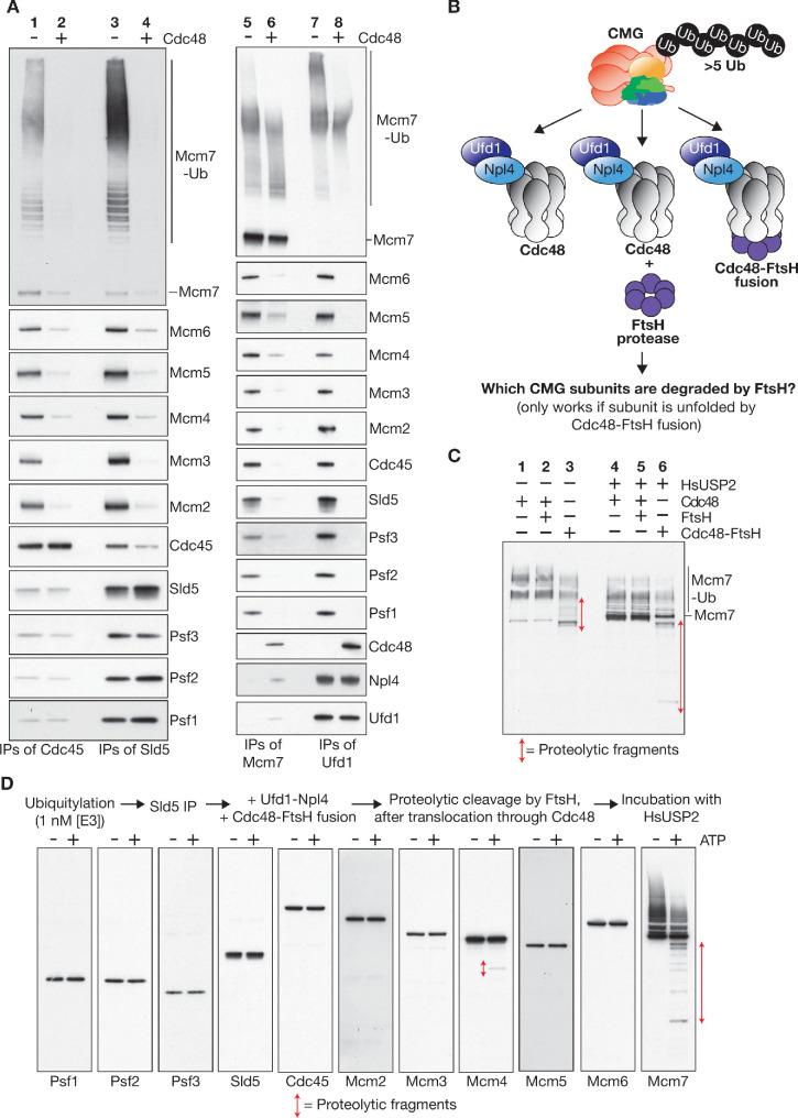 https://cdn.ncbi.nlm.nih.gov/pmc/blobs/a72c/7462611/b88c21c47d77/elife-60371-fig5.jpg