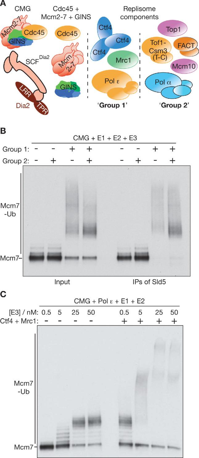 https://cdn.ncbi.nlm.nih.gov/pmc/blobs/a72c/7462611/b8f6909ed3bb/elife-60371-fig3-figsupp1.jpg