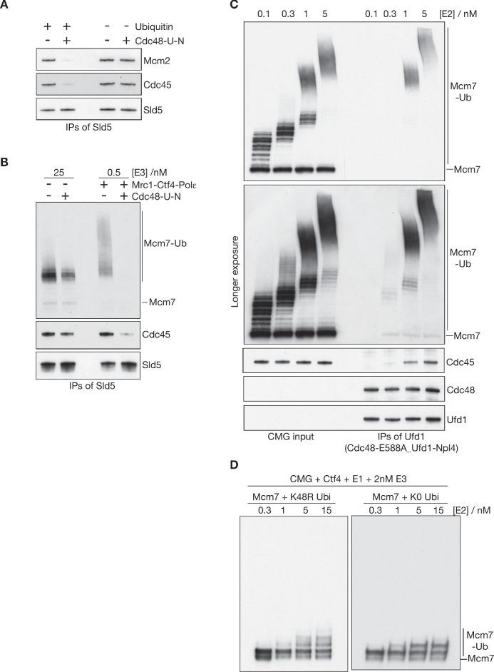 https://cdn.ncbi.nlm.nih.gov/pmc/blobs/a72c/7462611/e4b6dd3314cb/elife-60371-fig4-figsupp1.jpg