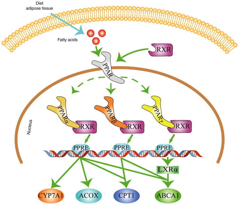 https://cdn.ncbi.nlm.nih.gov/pmc/blobs/a72d/9257764/6762fa832fdf/etm-24-02-11421-g00.jpg