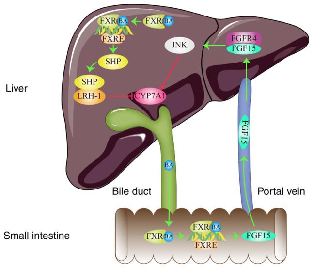 https://cdn.ncbi.nlm.nih.gov/pmc/blobs/a72d/9257764/bedb67471b95/etm-24-02-11421-g02.jpg