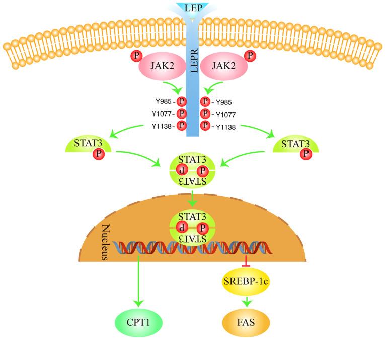 https://cdn.ncbi.nlm.nih.gov/pmc/blobs/a72d/9257764/deedf5a34d8e/etm-24-02-11421-g04.jpg