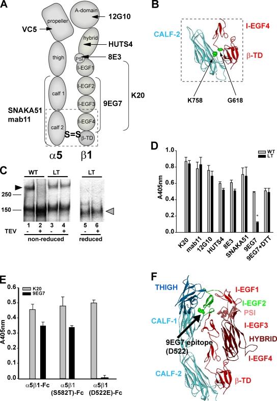 https://cdn.ncbi.nlm.nih.gov/pmc/blobs/a72e/2845069/58bc57d30e9e/JCB_200907174_RGB_Fig1.jpg