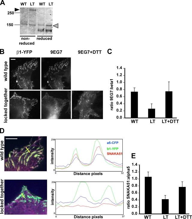 https://cdn.ncbi.nlm.nih.gov/pmc/blobs/a72e/2845069/b80897a0fc8c/JCB_200907174_RGB_Fig4.jpg