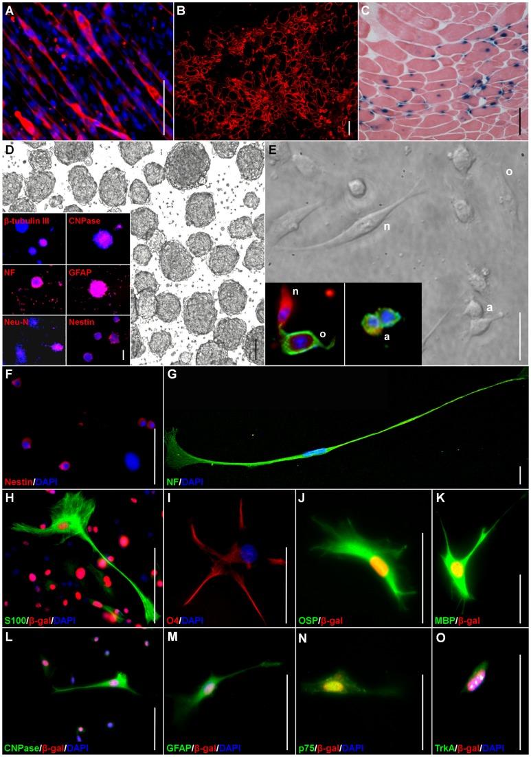https://cdn.ncbi.nlm.nih.gov/pmc/blobs/a72f/3857244/4b86613857ca/pone.0082173.g001.jpg
