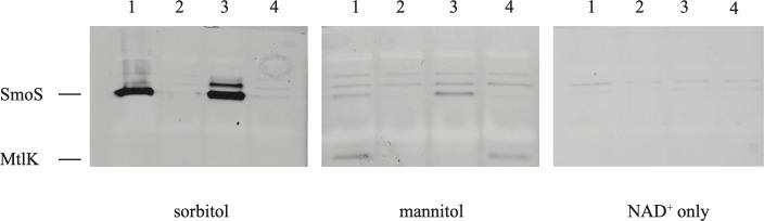 https://cdn.ncbi.nlm.nih.gov/pmc/blobs/a735/10433430/3480f7b679d5/mic-169-1371-g002.jpg