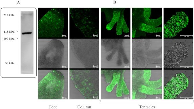 https://cdn.ncbi.nlm.nih.gov/pmc/blobs/a738/4790967/82558297b3e2/pone.0151386.g002.jpg