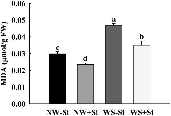 https://cdn.ncbi.nlm.nih.gov/pmc/blobs/a739/9377509/f3482d0dccb0/fmicb-13-967851-g003.jpg