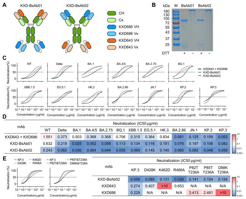 https://cdn.ncbi.nlm.nih.gov/pmc/blobs/a73b/12197520/44672e33da63/vaccines-13-00592-g005.jpg