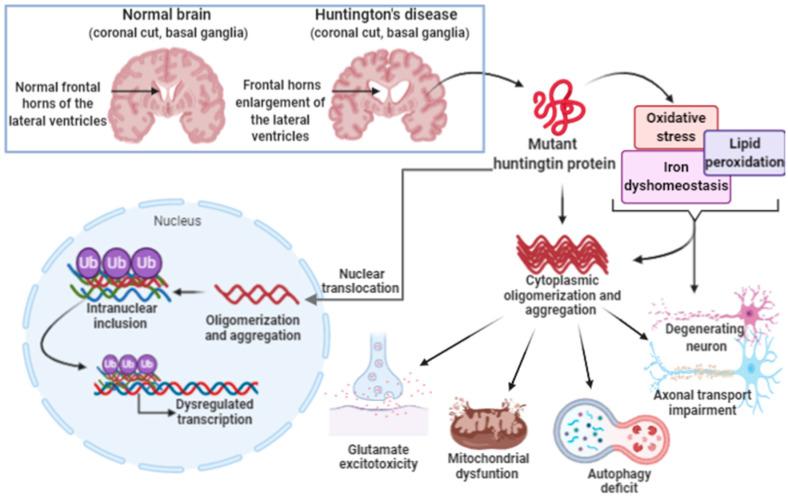 https://cdn.ncbi.nlm.nih.gov/pmc/blobs/a73b/7699575/9d4ce7ed5c40/ijms-21-08765-g006.jpg