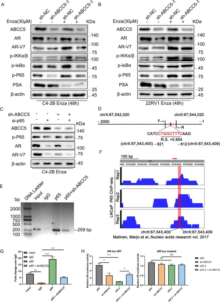 https://cdn.ncbi.nlm.nih.gov/pmc/blobs/a73b/9065095/0ecd2f2df915/41420_2022_951_Fig5_HTML.jpg