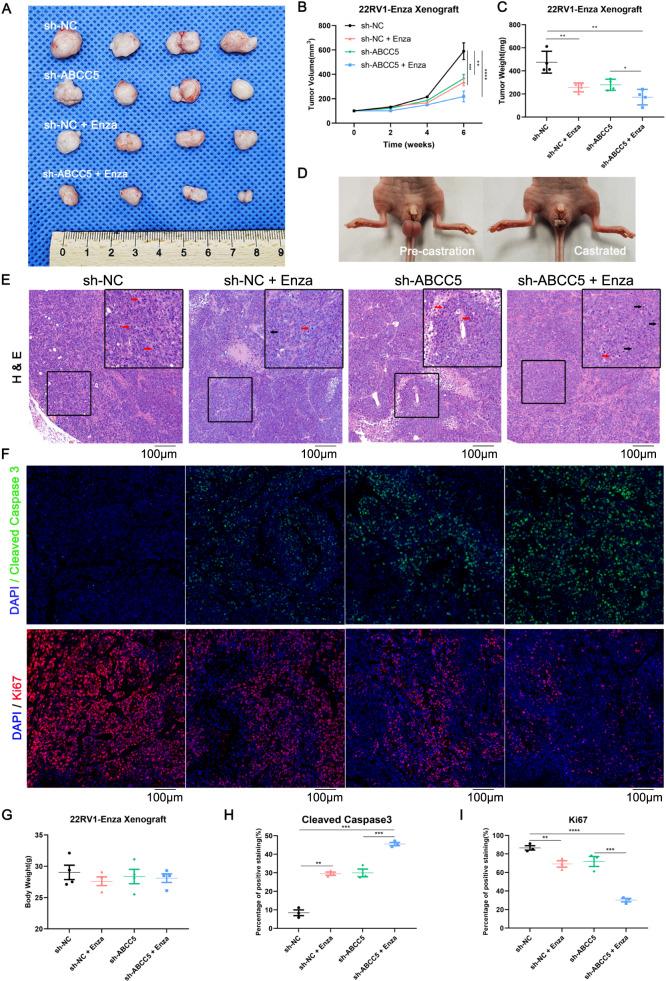 https://cdn.ncbi.nlm.nih.gov/pmc/blobs/a73b/9065095/a3ededfd2c96/41420_2022_951_Fig4_HTML.jpg