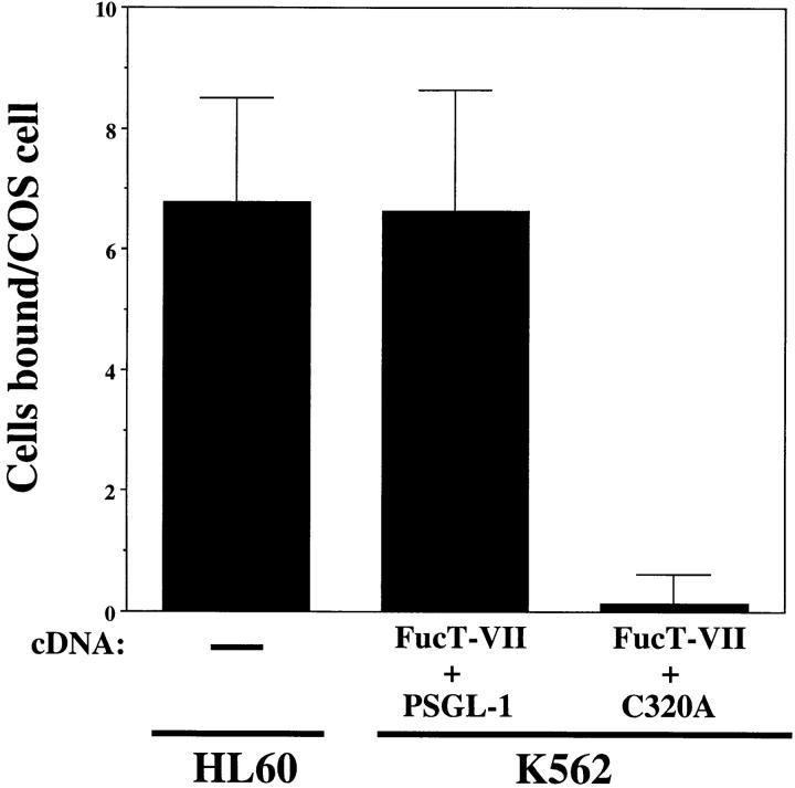 https://cdn.ncbi.nlm.nih.gov/pmc/blobs/a73f/2133017/b82625aa8b7c/JCB12596.f5.jpg
