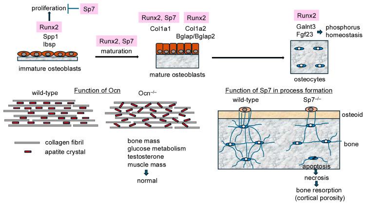 https://cdn.ncbi.nlm.nih.gov/pmc/blobs/a743/11432631/f724f5bcc368/ijms-25-10102-g002.jpg