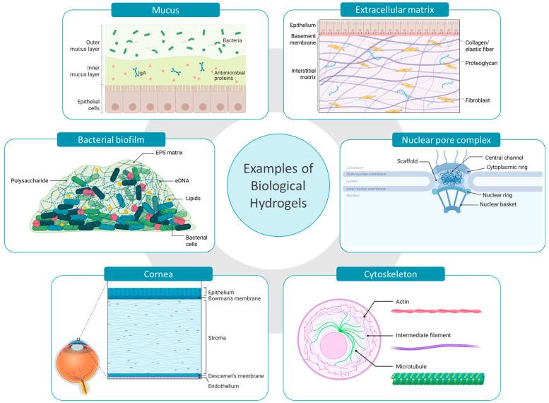 https://cdn.ncbi.nlm.nih.gov/pmc/blobs/a743/12196392/1eb7315b1baf/pharmaceutics-17-00760-g001.jpg