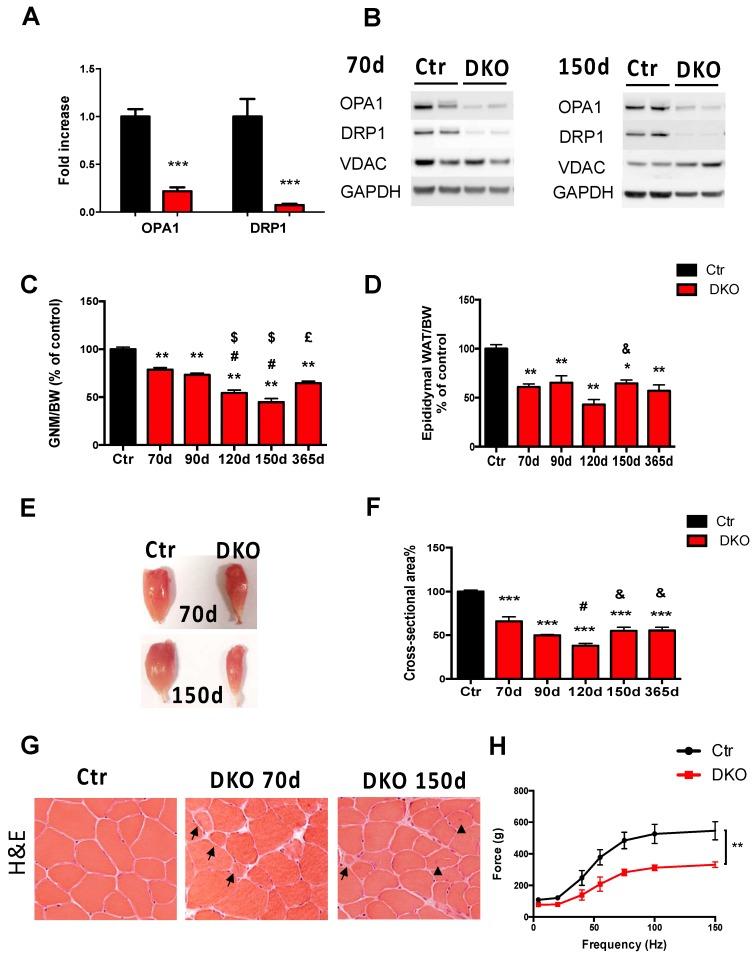 https://cdn.ncbi.nlm.nih.gov/pmc/blobs/a747/6627087/35e0c6122f64/cells-08-00597-g001.jpg