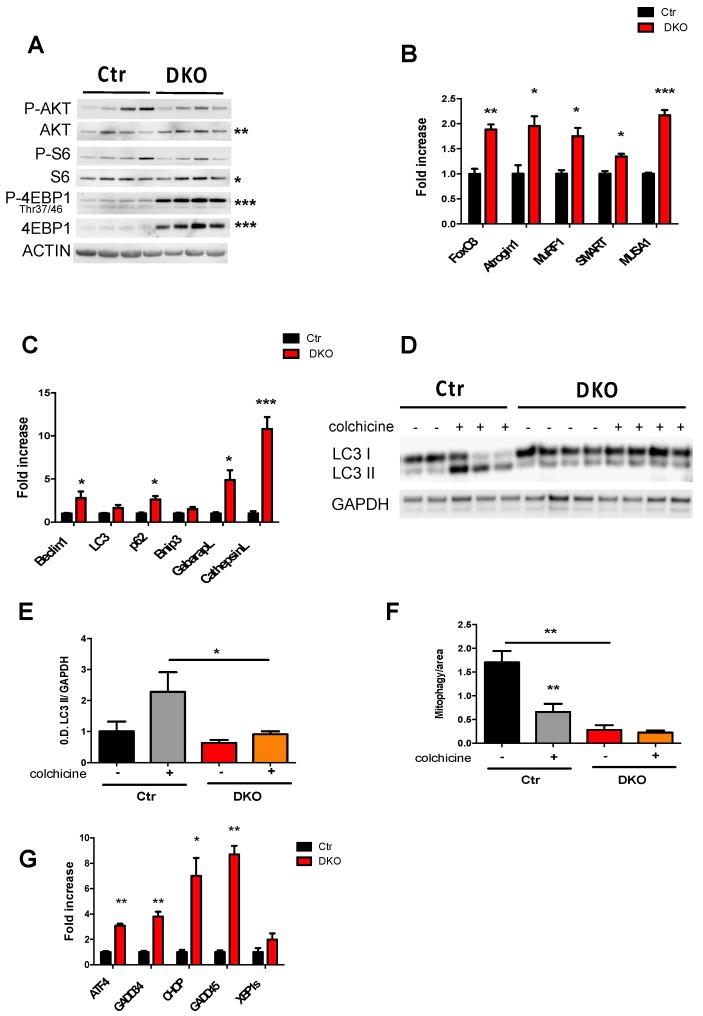 https://cdn.ncbi.nlm.nih.gov/pmc/blobs/a747/6627087/5f72a7b410b7/cells-08-00597-g003.jpg