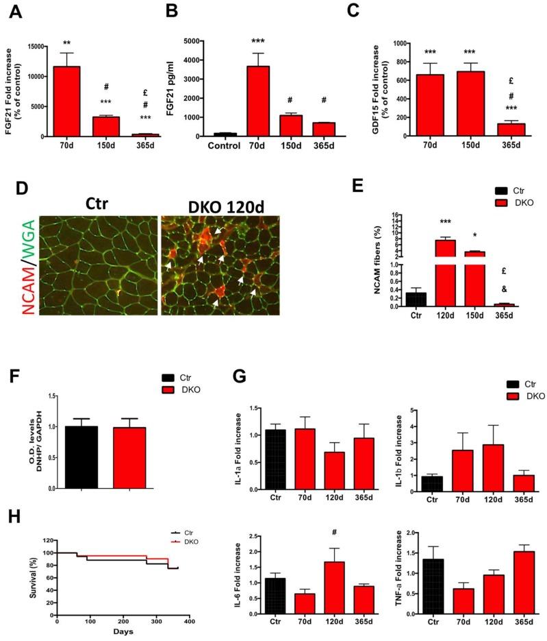 https://cdn.ncbi.nlm.nih.gov/pmc/blobs/a747/6627087/8a91d9a61364/cells-08-00597-g004.jpg
