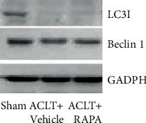 https://cdn.ncbi.nlm.nih.gov/pmc/blobs/a747/8759858/348981c40709/JHE2022-4026128.005.jpg