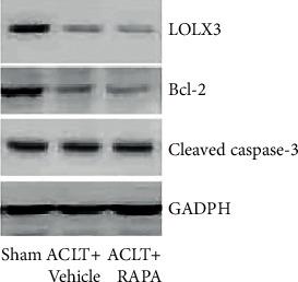 https://cdn.ncbi.nlm.nih.gov/pmc/blobs/a747/8759858/b6b1454f95ce/JHE2022-4026128.004.jpg