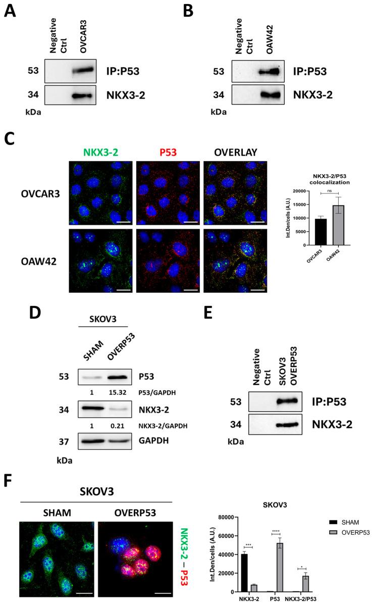 https://cdn.ncbi.nlm.nih.gov/pmc/blobs/a749/12153924/59ee2864c100/cells-14-00765-g003.jpg